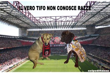 cani-tifosi