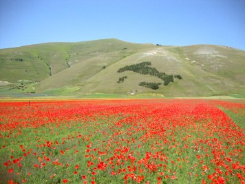 Fioritura_Castelluccio